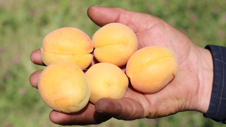 Iğdır’da Kayısı Hasadı ve Ekonomik Önemi