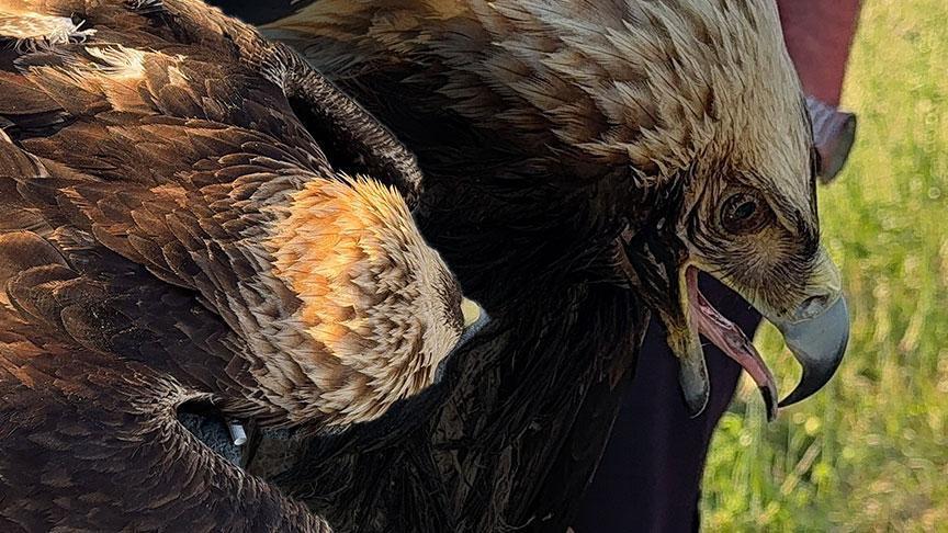 İstanbul Arnavutköy’de Nadiren Görülen Kartal Yolda Bulundu