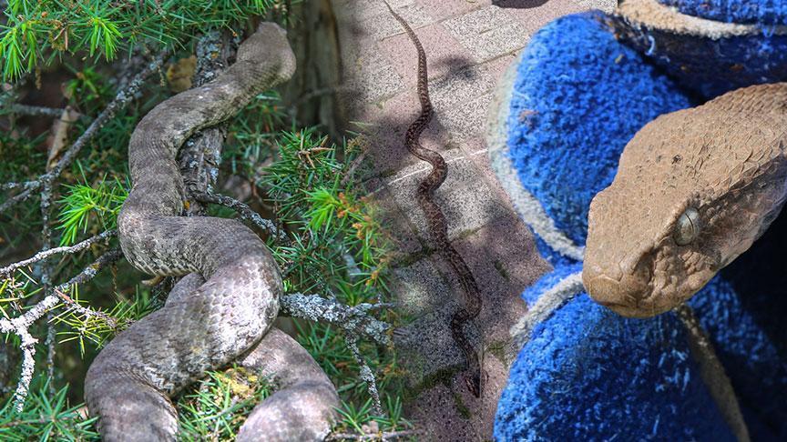 İstanbul’da Son Dönemde Yılan Görüntüleri ve Alınması Gereken Önlemler