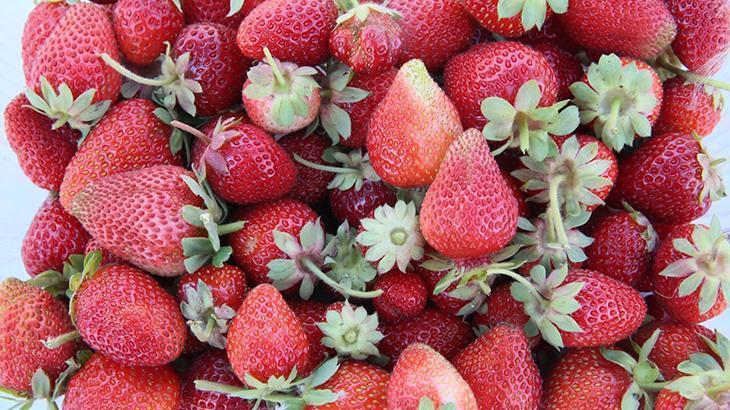 Kale İlçesinde Çilek Üretiminin Yeniden Canlanması ve Kadınların Ekonomik Katkısı