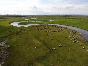 Kars’ta Meralarda Hayvan Sesleri Coşkuyla Yankılanıyor