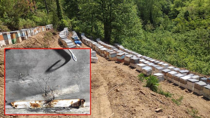 Kastamonu’da Kestane Balı Üreticisinin Acı Olayı: Yaklaşık 1 Milyon Arı Telef Oldu