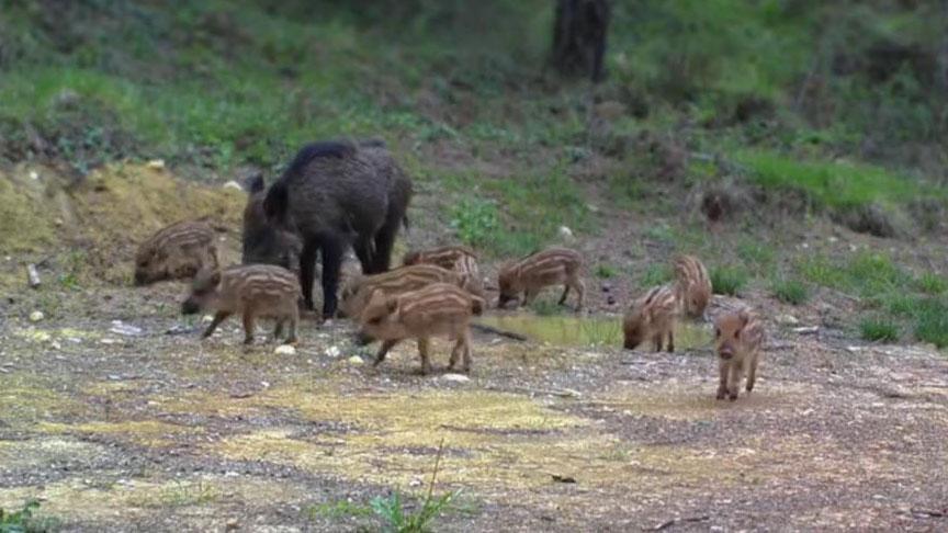 Kent Ormanı Fotokapanıyla Yaban Hayatı Gözlemi