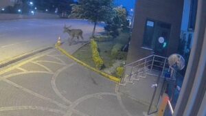 Kocaeli’de Doğal Yaşamın Gözde Geyikleri Sık Sık Görüntüleniyor