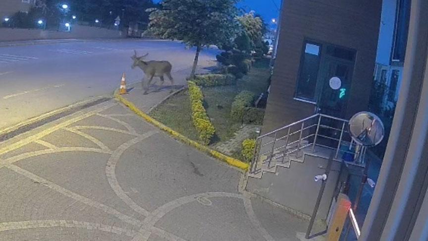 Kocaeli’de Doğal Yaşamın Gözde Geyikleri Sık Sık Görüntüleniyor