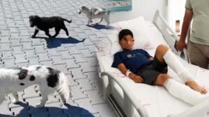 Köyceğiz’de 19 Mayıs Günü Sokak Köpeklerinin Saldırısı ve Sonuçları