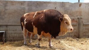 Kurban Bayramı’na Sayılı Günler Kala Büyükbaş Hayvan Satışları Hız Kazandı