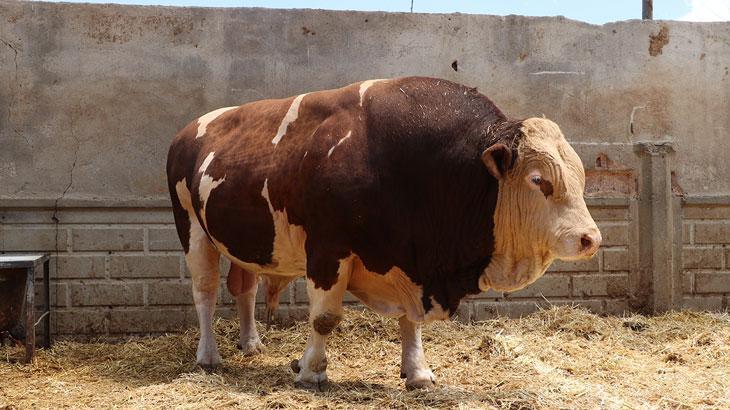 Kurban Bayramı’na Sayılı Günler Kala Büyükbaş Hayvan Satışları Hız Kazandı