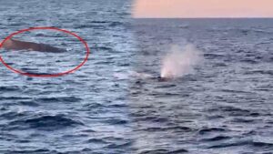 Manavgat’ta Balina Görülmesi: Denizlerde Büyük Sürpriz