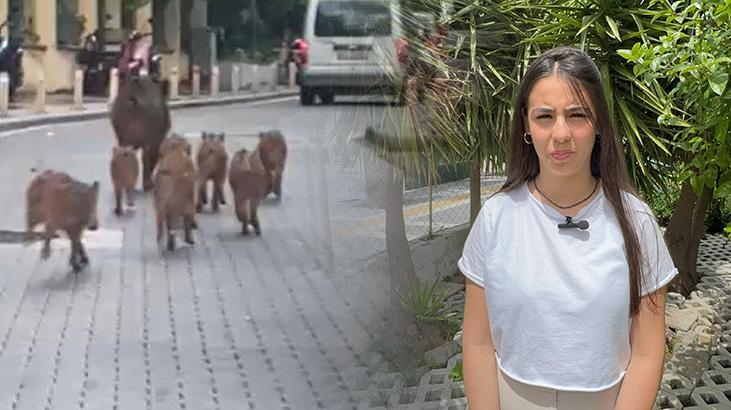 Marmaris’te Yükselen Domuz Sorunu ve Çevre Sağlığına Etkileri