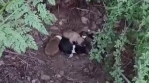 Mudurnu’da Ot Biçme Sırasında Yavru Köpekleri Kurtarma Hikayesi