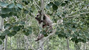 Nemrut Kalderası ve Yaban Hayatı Üzerine Güncel Gelişmeler