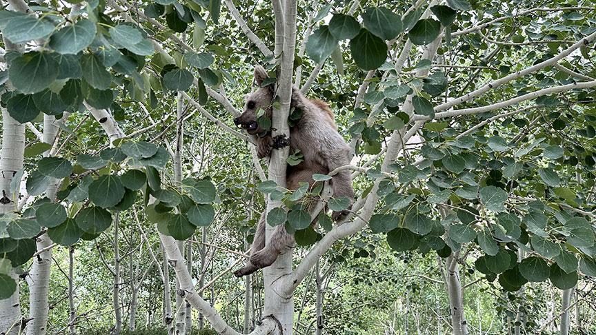 Nemrut Kalderası ve Yaban Hayatı Üzerine Güncel Gelişmeler