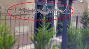 Nilüfer’de Yılan Panik Yarattı, Yedigöller’de Zehirli Boynuzlu Engerek Görüntülendi