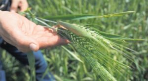 Nisan Ayı Yağışlarının Hububat Üretimine Etkisi ve Bölgesel Gelişmeler