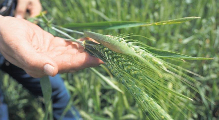 Nisan Ayı Yağışlarının Hububat Üretimine Etkisi ve Bölgesel Gelişmeler
