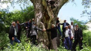 Oltu’nun Arıtaş Mahallesindeki 300 Yıllık Anıt Ceviz Ağacı