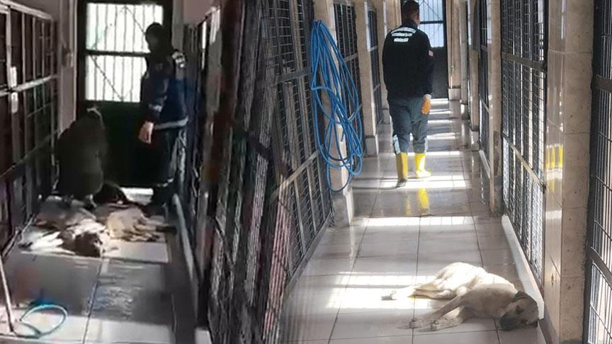 Osmangazi Belediyesi Hayvan Barınağında İddialar ve Gelişmeler