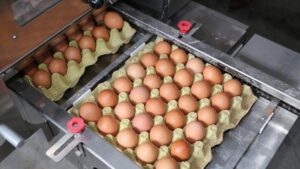 Ramazan Ayında Yumurta Fiyatlarındaki Dalgalanma ve Güncel Durum