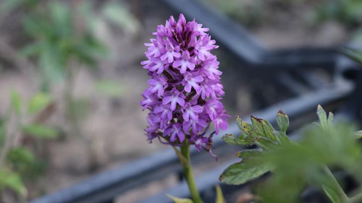 Salep Orkidesi Üretimiyle Doğadan Koruma ve Ekonomik Kazanç