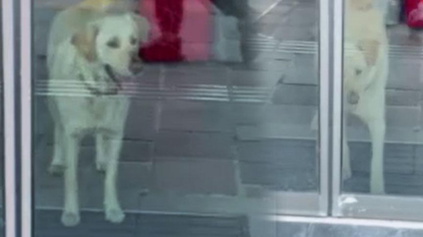 Sarıyer’de Köpek Beyaz’ın Banka Macerası: Güvenlik Alarmını Kaldırıp Sahiplerine Kavuştu