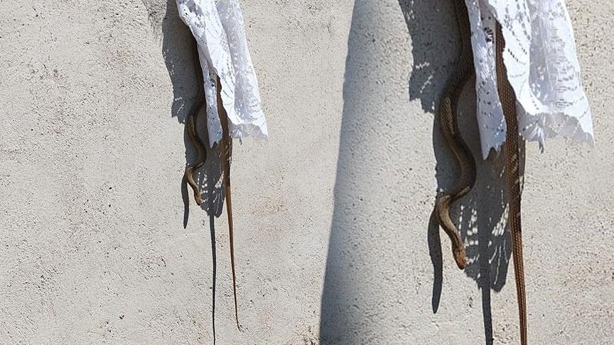 Sungurlu’da Yılan Olayı: Hızlı Müdahale ve Doğal Yaşam Alanına Bırakıldı