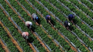 Tarım Destekleme Ödemeleri Hakkında Güncel Bilgilendirme