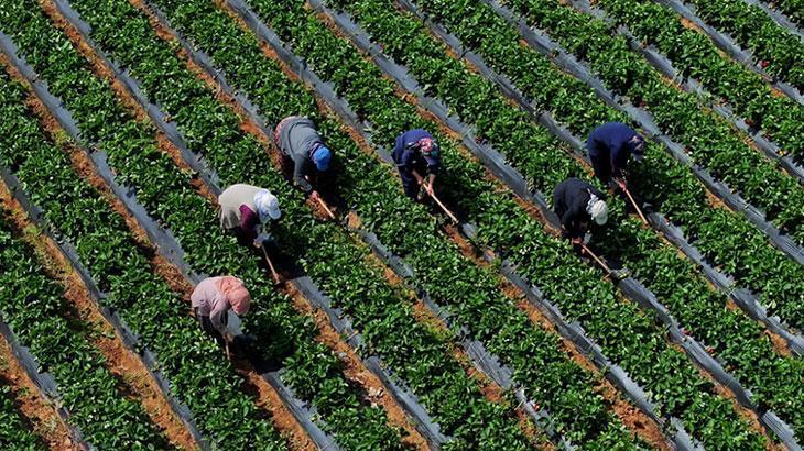 Tarım Destekleme Ödemeleri Hakkında Güncel Bilgilendirme