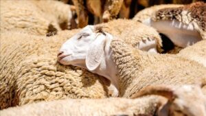 Türkiye Damızlık Koyun ve Keçi Yetiştiricileri Merkez Birliği (TÜDKİYEB) Başkanı Çelik’ten Kurban Bayramı Özel Değerlendirmesi