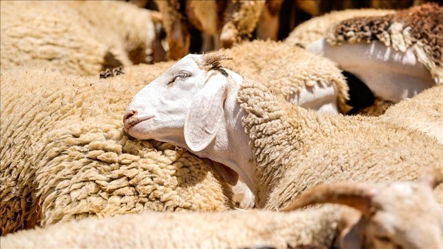 Türkiye Damızlık Koyun ve Keçi Yetiştiricileri Merkez Birliği (TÜDKİYEB) Başkanı Çelik’ten Kurban Bayramı Özel Değerlendirmesi