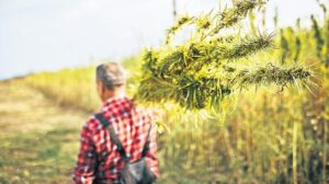 Türkiye’de Endüstriyel ve Tıbbi Kenevir Çalışmaları: Güncel Gelişmeler ve Geleceğe Yönelik Planlar