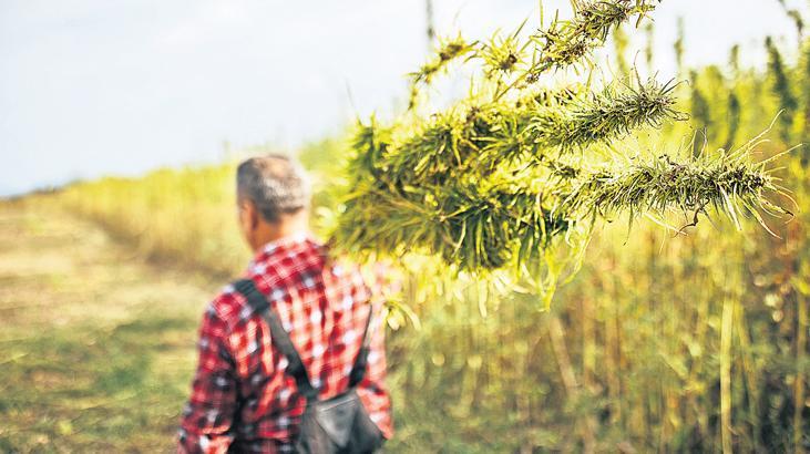 Türkiye’de Endüstriyel ve Tıbbi Kenevir Çalışmaları: Güncel Gelişmeler ve Geleceğe Yönelik Planlar