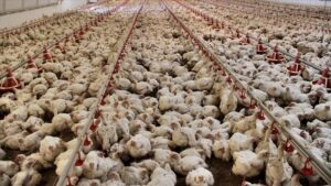 Türkiye’nin Mart Ayı Kümes Hayvancılığı Üretim Verileri Açıklandı