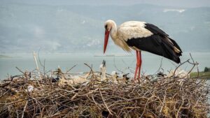 Yaren Leylek Yavrularına Uydu Takibi ve Doğa Koruma Çalışmaları