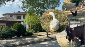 Altınova Subaşı Belde’sinde Hayvan Bakımı ve Yapılaşma Düzenlemeleri