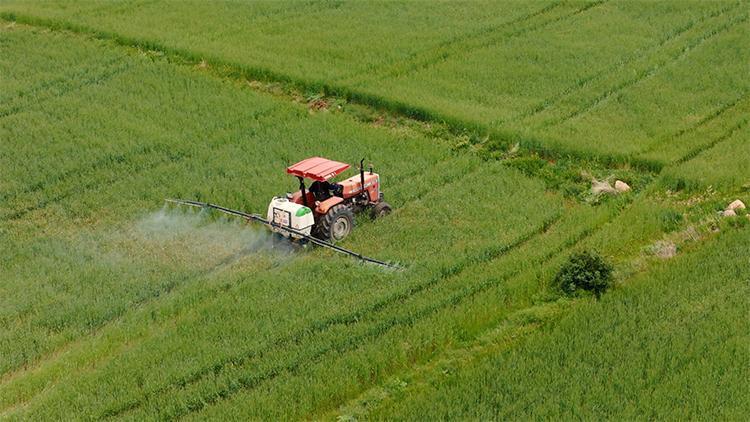 Biyofortifikasyon Projesiyle Buğdayda Mineral Zenginliği Artıyor