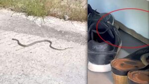 Değirmenler ve Gönen’de Yılan Olayları