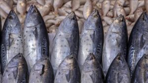 Doğu Karadeniz Su Ürünleri İhracat Verileri ve Gelecek Planları