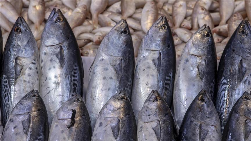 Doğu Karadeniz Su Ürünleri İhracat Verileri ve Gelecek Planları