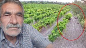 Honaz’da Çiftçinin Üzüm Bağlarını Koruma Çabası ve Domuz Sürüleriyle Mücadele