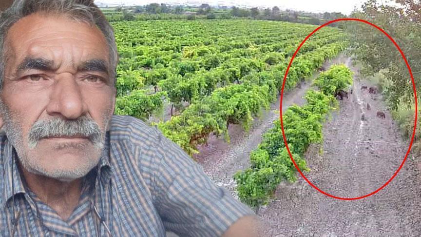 Honaz’da Çiftçinin Üzüm Bağlarını Koruma Çabası ve Domuz Sürüleriyle Mücadele