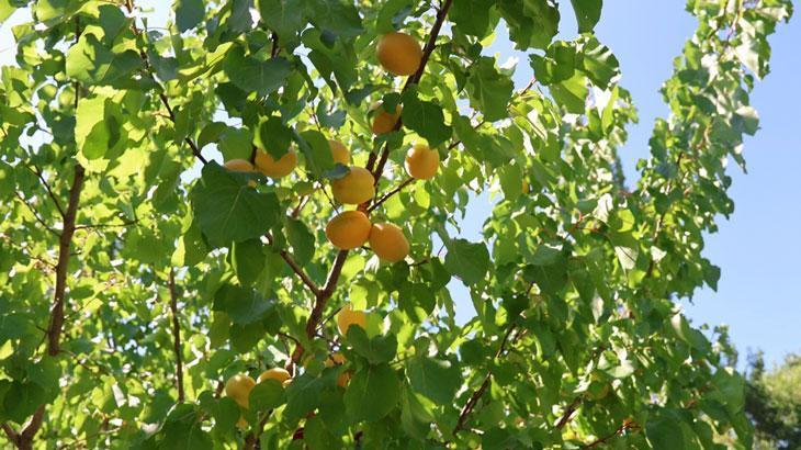 Iğdır Ovası’nda Kayısı Hasadı ve Bölgesel Ekonomiye Katkısı