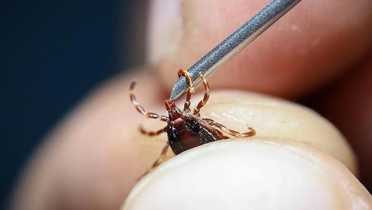 İstanbul’da Kene Çalışmaları ve Güvenlik Önlemleri