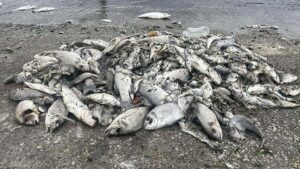 İzmir Körfezi’nde Plankton Çoğalması ve Ekolojik Denge Sorunları