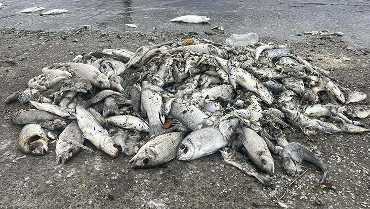 İzmir Körfezi’nde Plankton Çoğalması ve Ekolojik Denge Sorunları