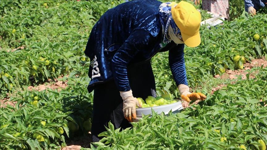 Kilis’te Biber Üretimi ve Tarımsal Önemi