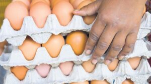 Resmi Gazete’de Yayımlanan Yumurta İhracatına İlişkin Yeni Düzenlemeler ve Fiyat İstikrarı Sağlamaya Yönelik Adımlar