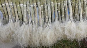 Sivas’ta Pampas Bitkisiyle Ekonomiye Katkı Sağlayan Zara İlçesi Çalışkanları