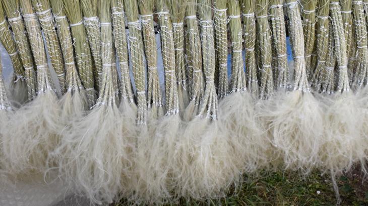 Sivas’ta Pampas Bitkisiyle Ekonomiye Katkı Sağlayan Zara İlçesi Çalışkanları