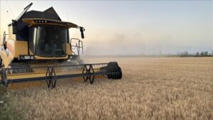 Trakya Bölgesinde Buğday Hasadı Son Hızına Ulaştı